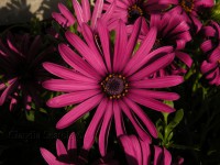 /album/fiori-estivi/dimorfoteca-1-c-rid-jpg/